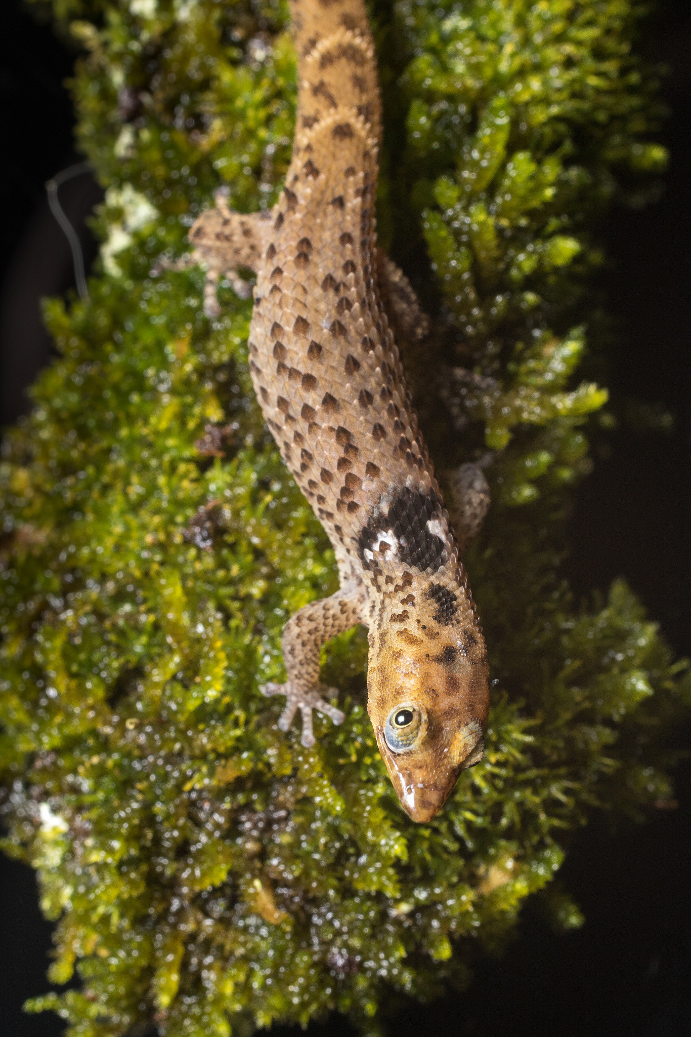 Sigma 50mm f/2.8 EX sample photo. Sphaerodactylus macrolepis photography