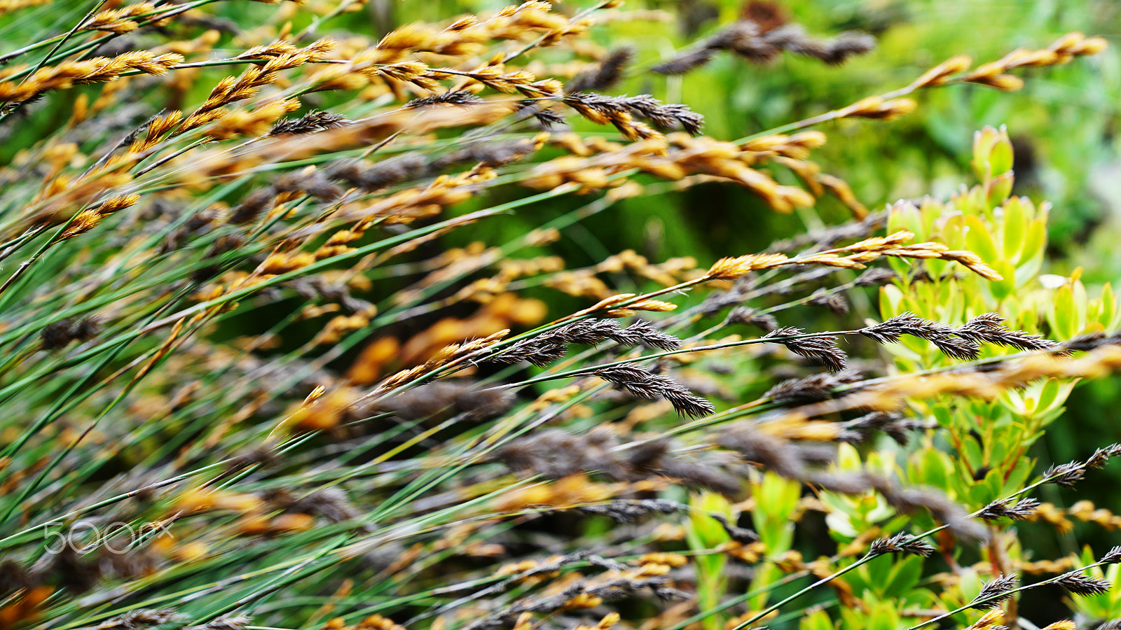 Sony a7S II + Sony FE 24-70mm F2.8 GM sample photo. The fall of summer photography