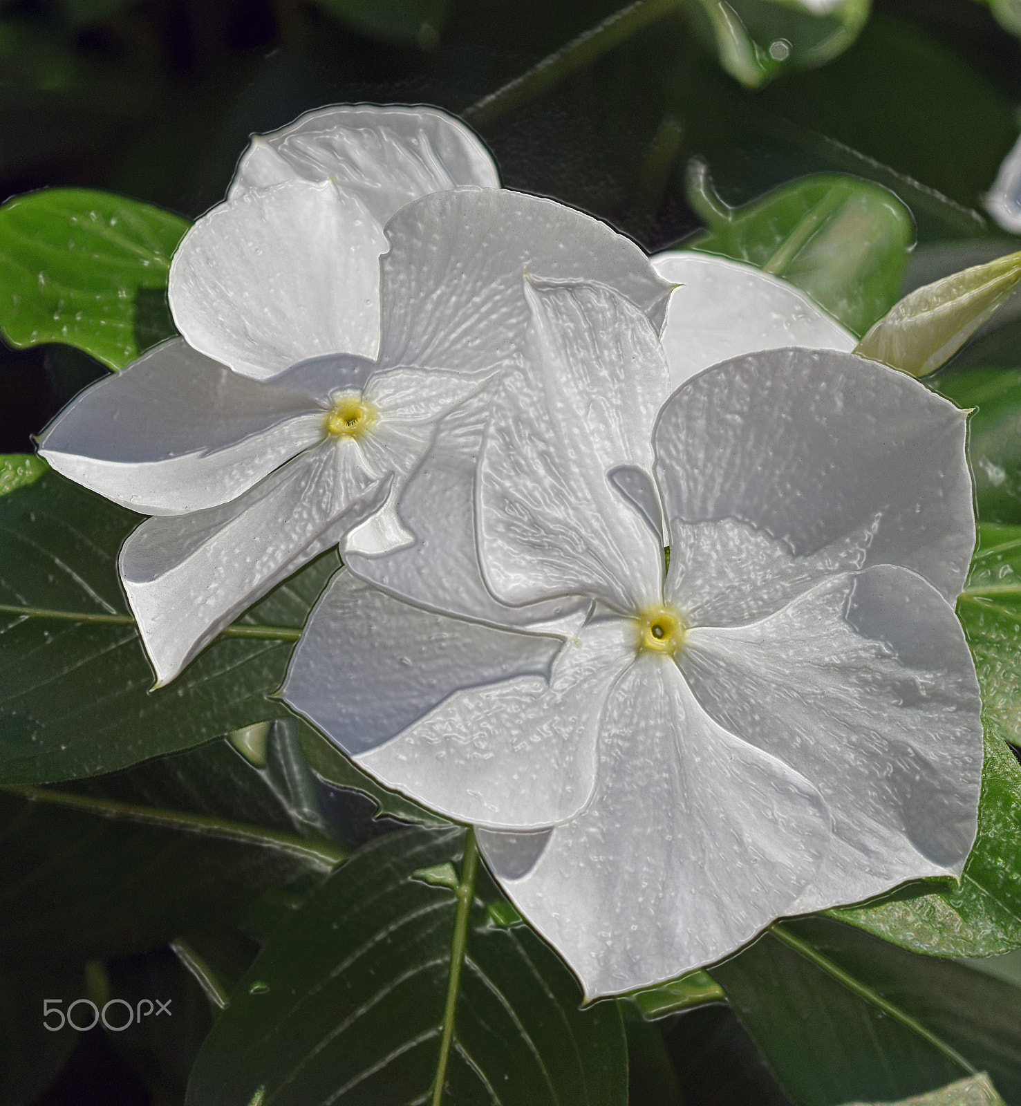 Nikon D3300 + Nikon AF Micro-Nikkor 60mm F2.8D sample photo. Two white flowers photography