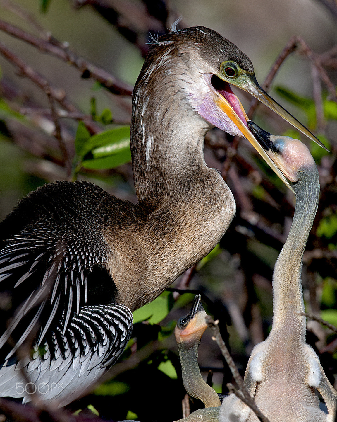 Nikon D300 sample photo. Mom ! what's for dinner ? photography