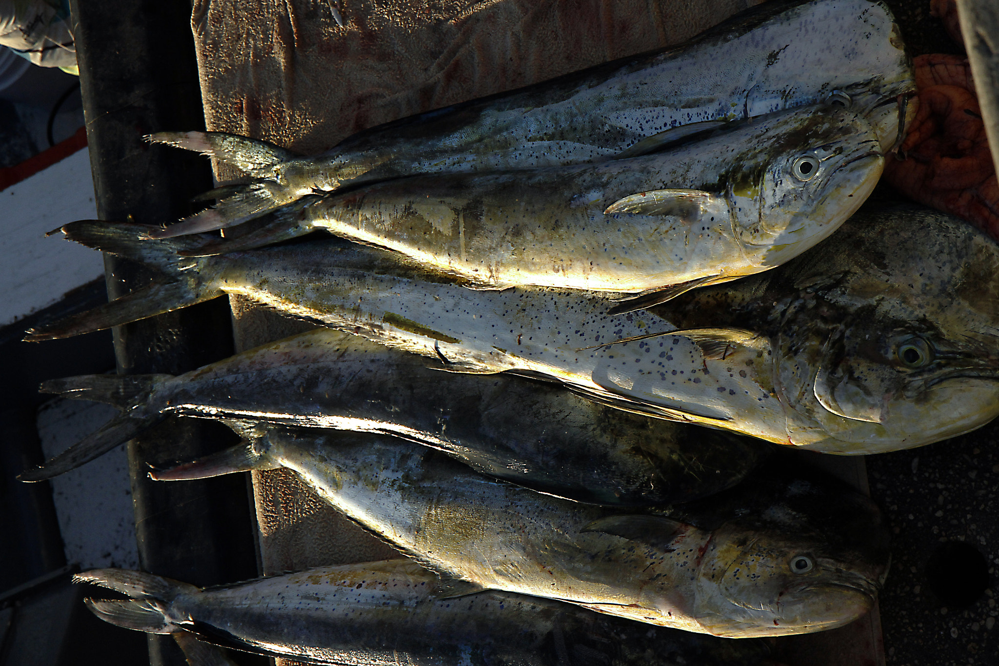 Canon EOS 7D + Canon EF-S 17-55mm F2.8 IS USM sample photo. Barbados fish photography