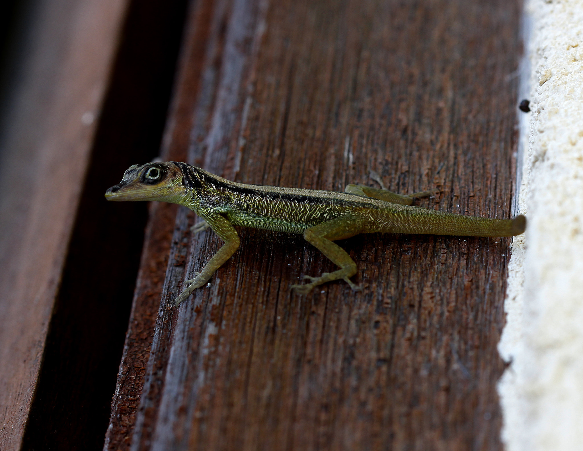 Canon EOS 7D + Canon EF 100mm F2.8 Macro USM sample photo. Barbados gecko photography