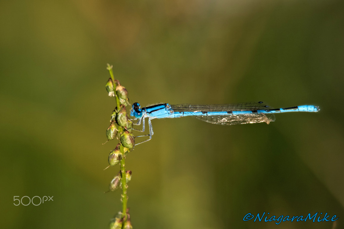 Nikon AF-S Nikkor 300mm F4D ED-IF sample photo. Damselfly photography