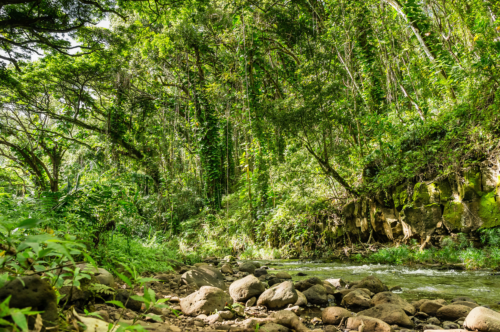 Sony Alpha NEX-5N + Sigma 19mm F2.8 EX DN sample photo. Luscious green photography