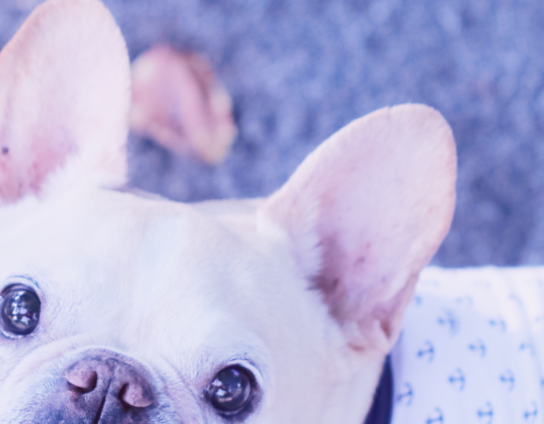 Canon EOS 700D (EOS Rebel T5i / EOS Kiss X7i) sample photo. French bulldog pan photography