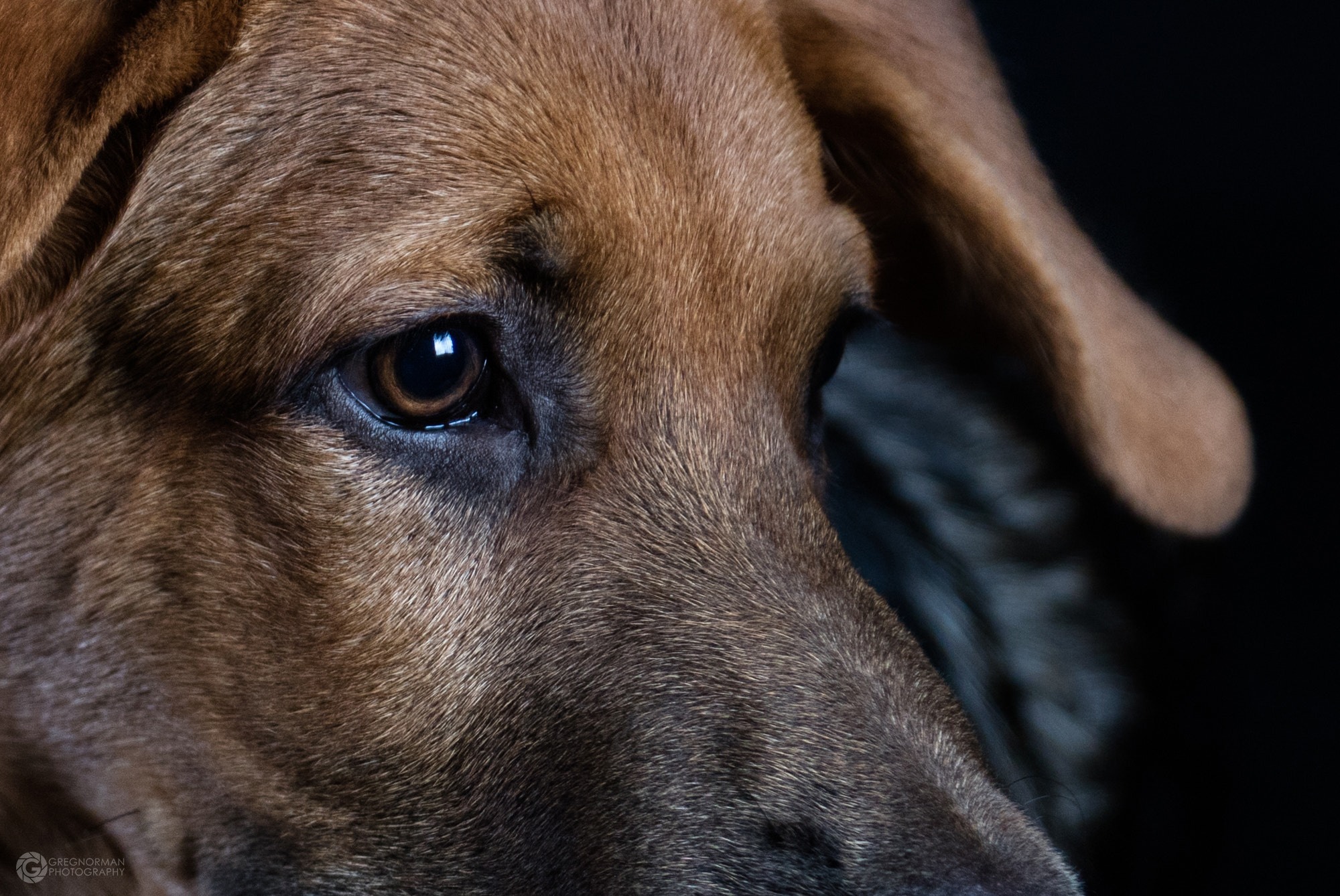 Canon EOS 5DS + Sigma 24-70mm F2.8 EX DG Macro sample photo. Puppy portiat sitting 1 photography