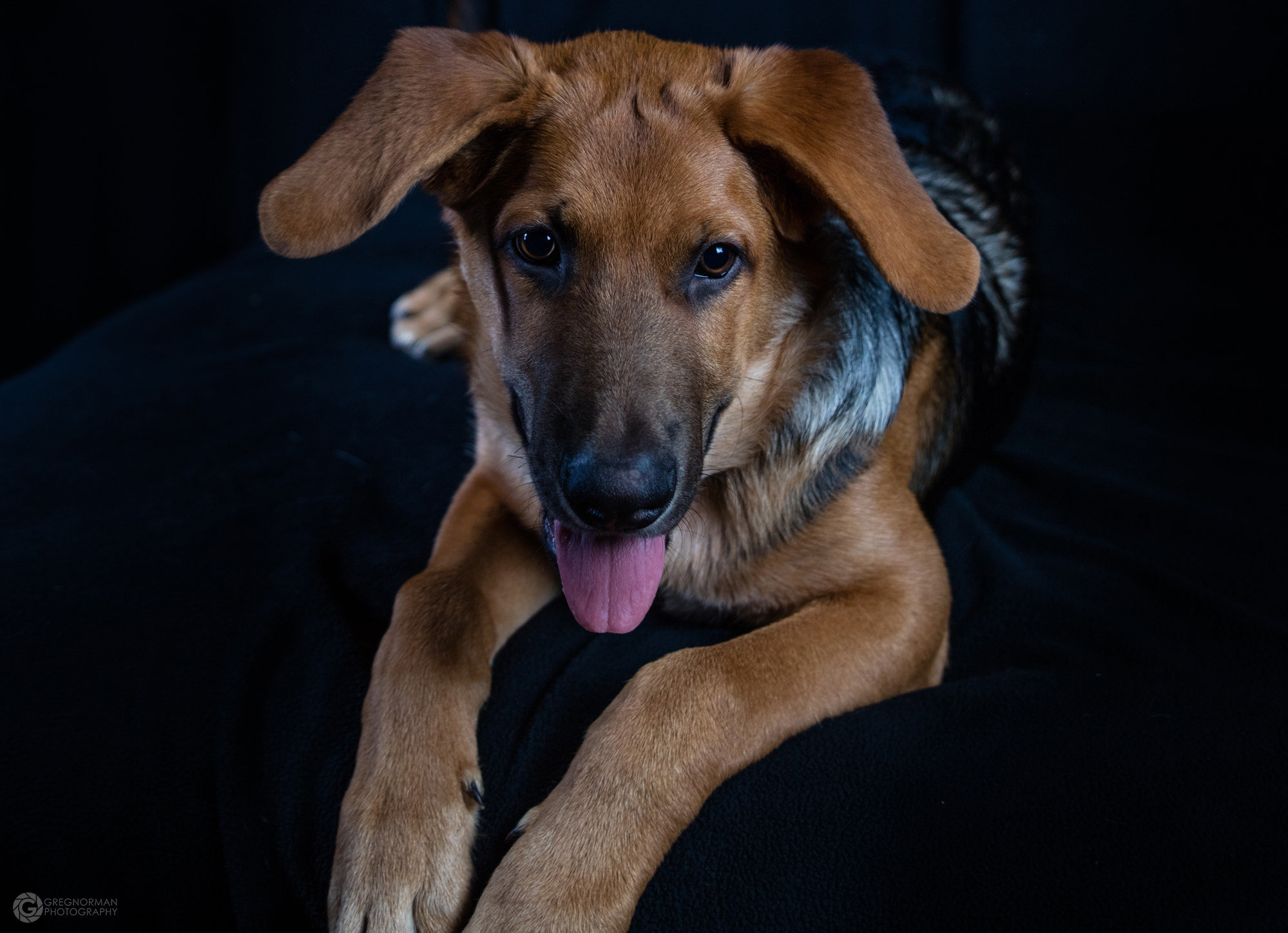 Canon EOS 5DS + Sigma 24-70mm F2.8 EX DG Macro sample photo. Puppy portiat sitting 1 photography
