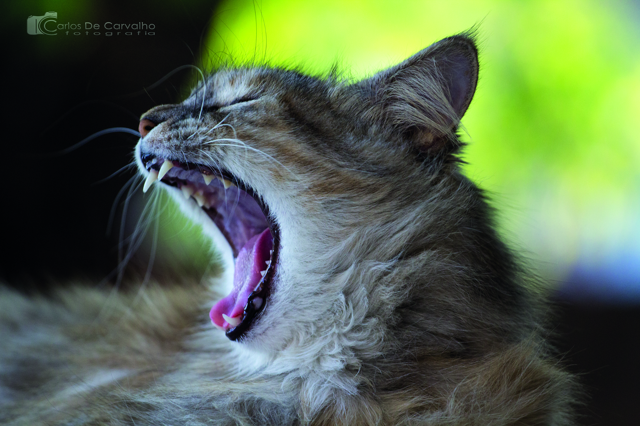 Canon EOS 600D (Rebel EOS T3i / EOS Kiss X5) + Canon EF 70-200mm F4L USM sample photo. Yawning cat photography