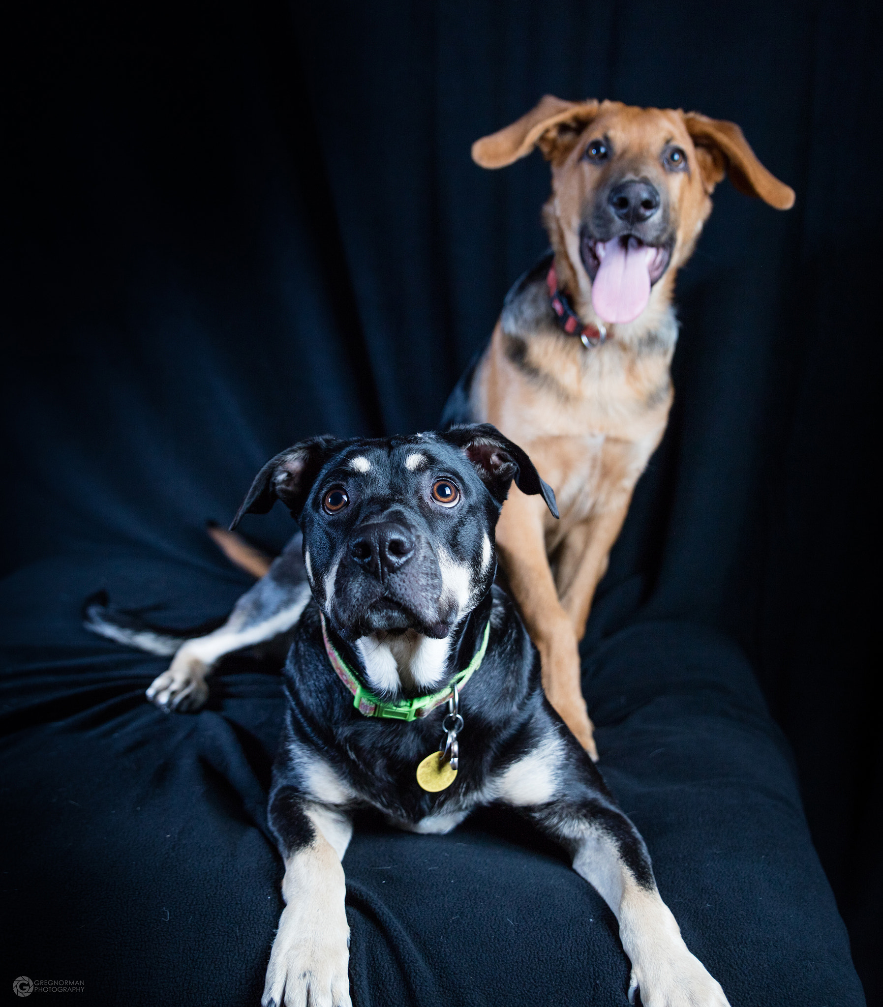 Canon EOS 5DS + Sigma 24-70mm F2.8 EX DG Macro sample photo. Puppy portiat sitting 1 photography