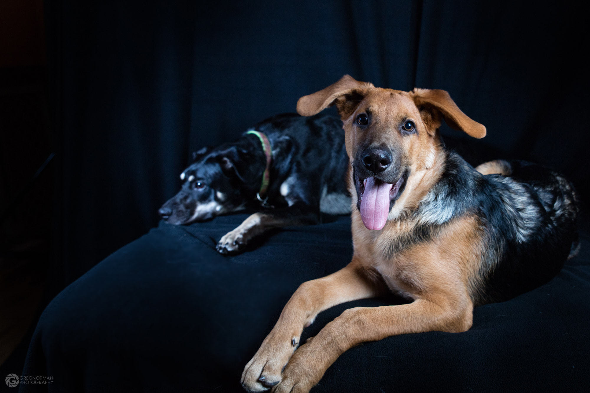 Canon EOS 5DS + Sigma 24-70mm F2.8 EX DG Macro sample photo. Puppy portiat sitting 1 photography