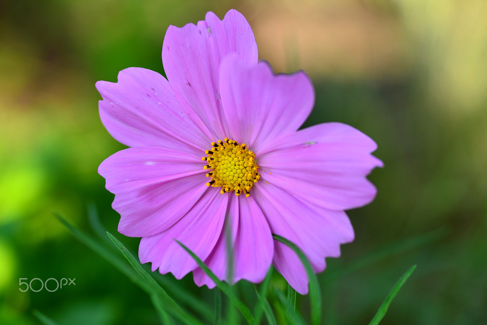 Nikon D600 sample photo. Shifting to autumn. photography