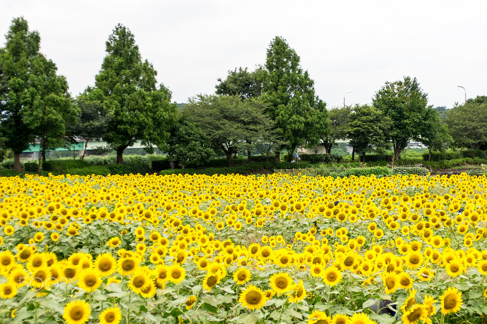Pentax smc FA 31mm F1.8 AL Limited sample photo. Sun flower photography