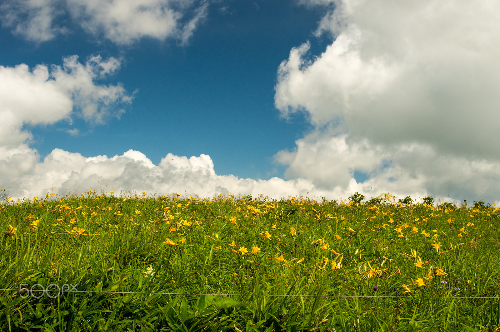 Pentax K-3 sample photo. Summer at high land (kirigamine in japan) photography