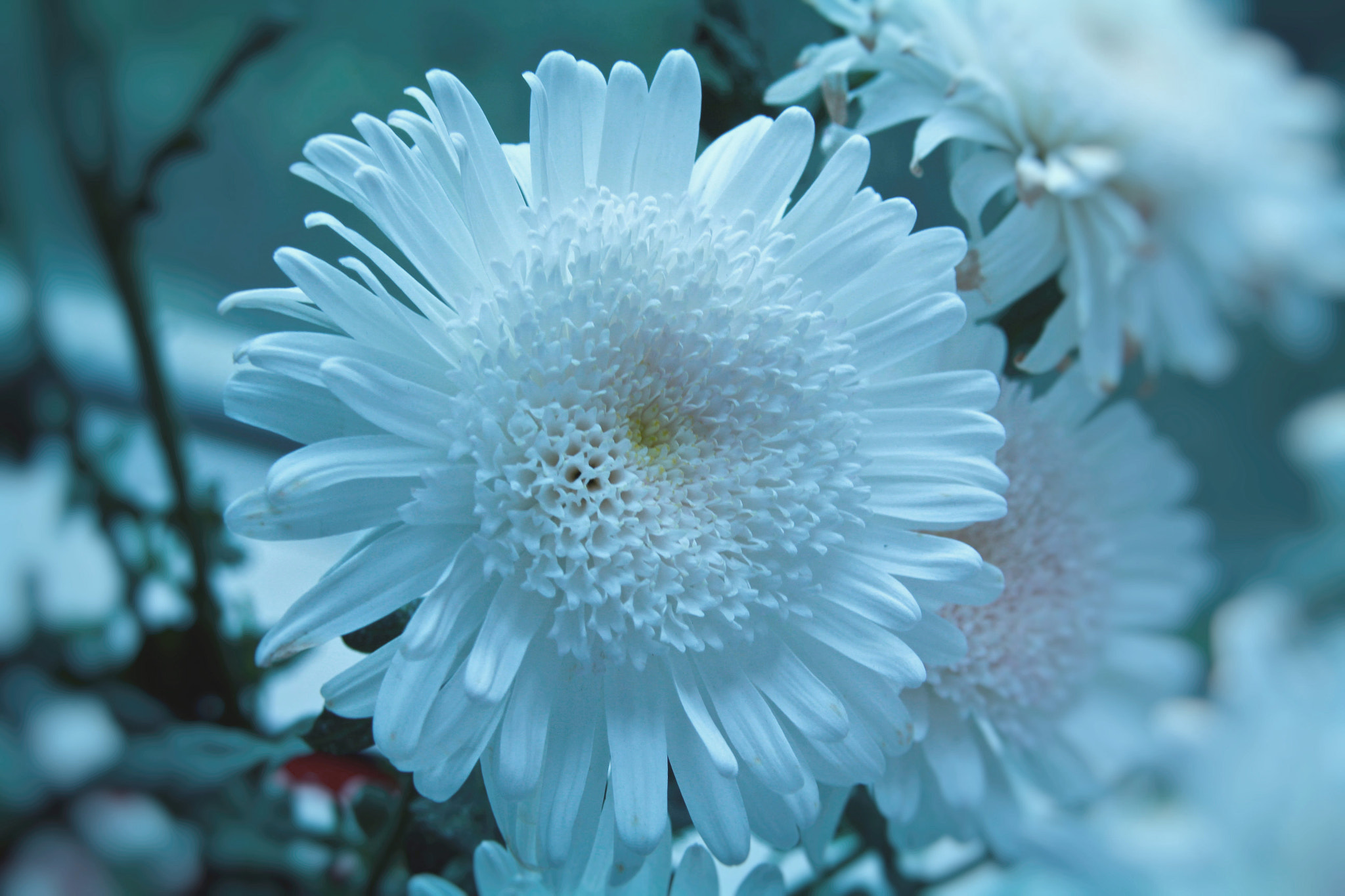Sigma 18-200mm f/3.5-6.3 DC OS sample photo. White crysanthemum closeup photography