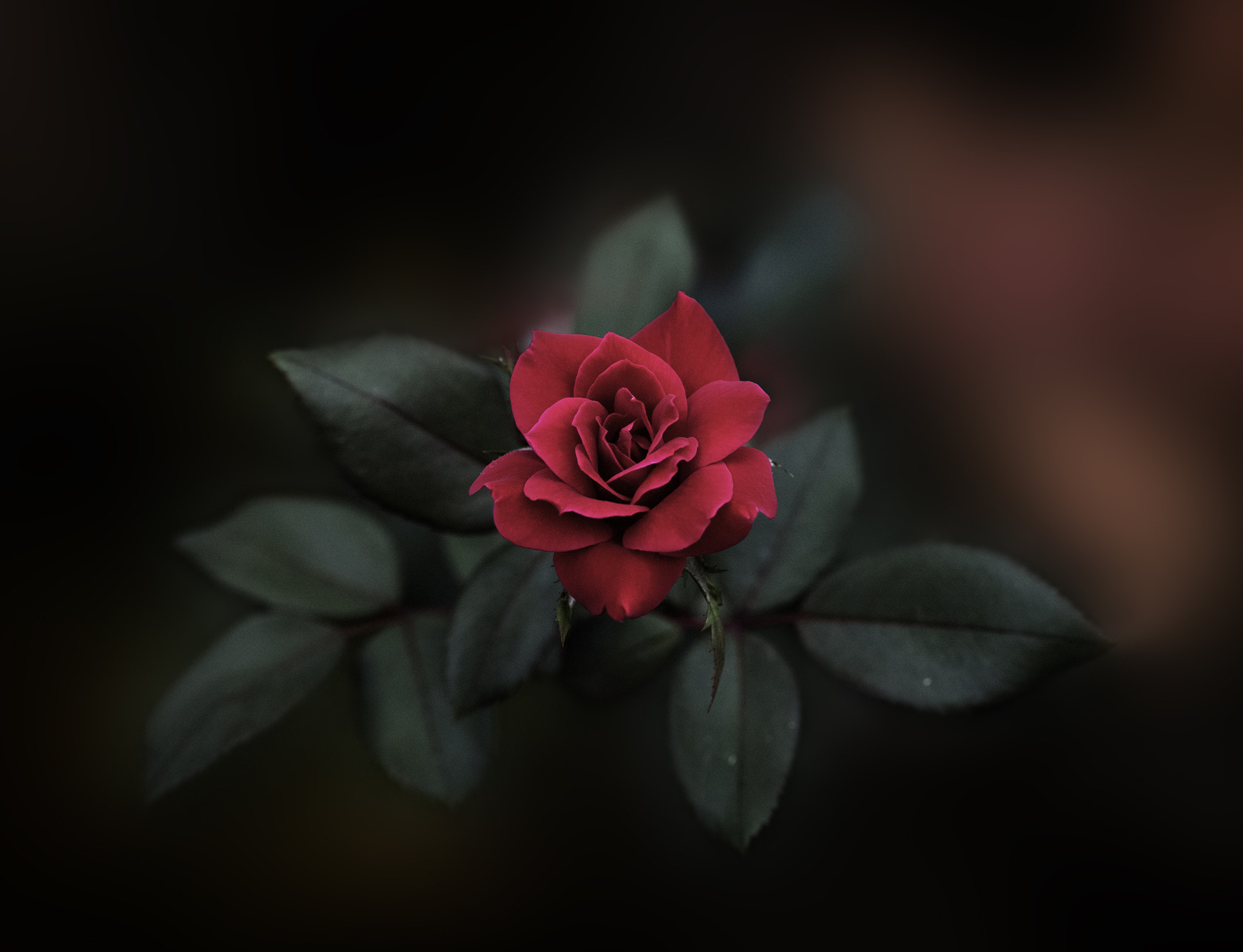 Phase One P65+ sample photo. Glorious rose photography