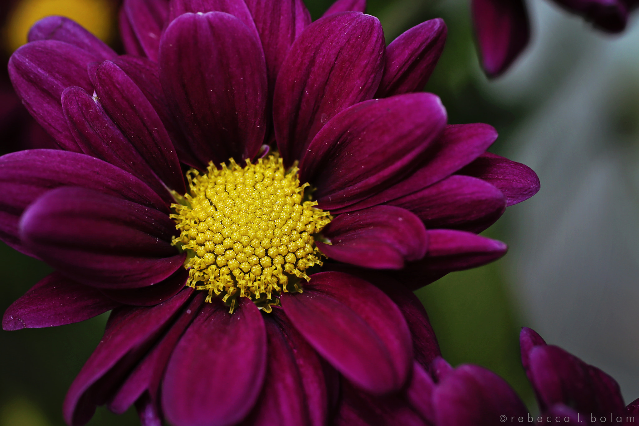 Canon EOS 6D + Canon EF 50mm F2.5 Macro sample photo. Little purple flower photography