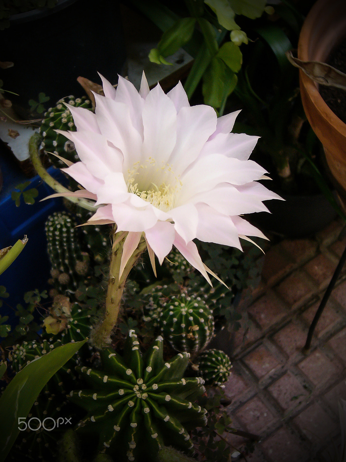 Panasonic DMC-LC80 sample photo. Flower of cactus photography