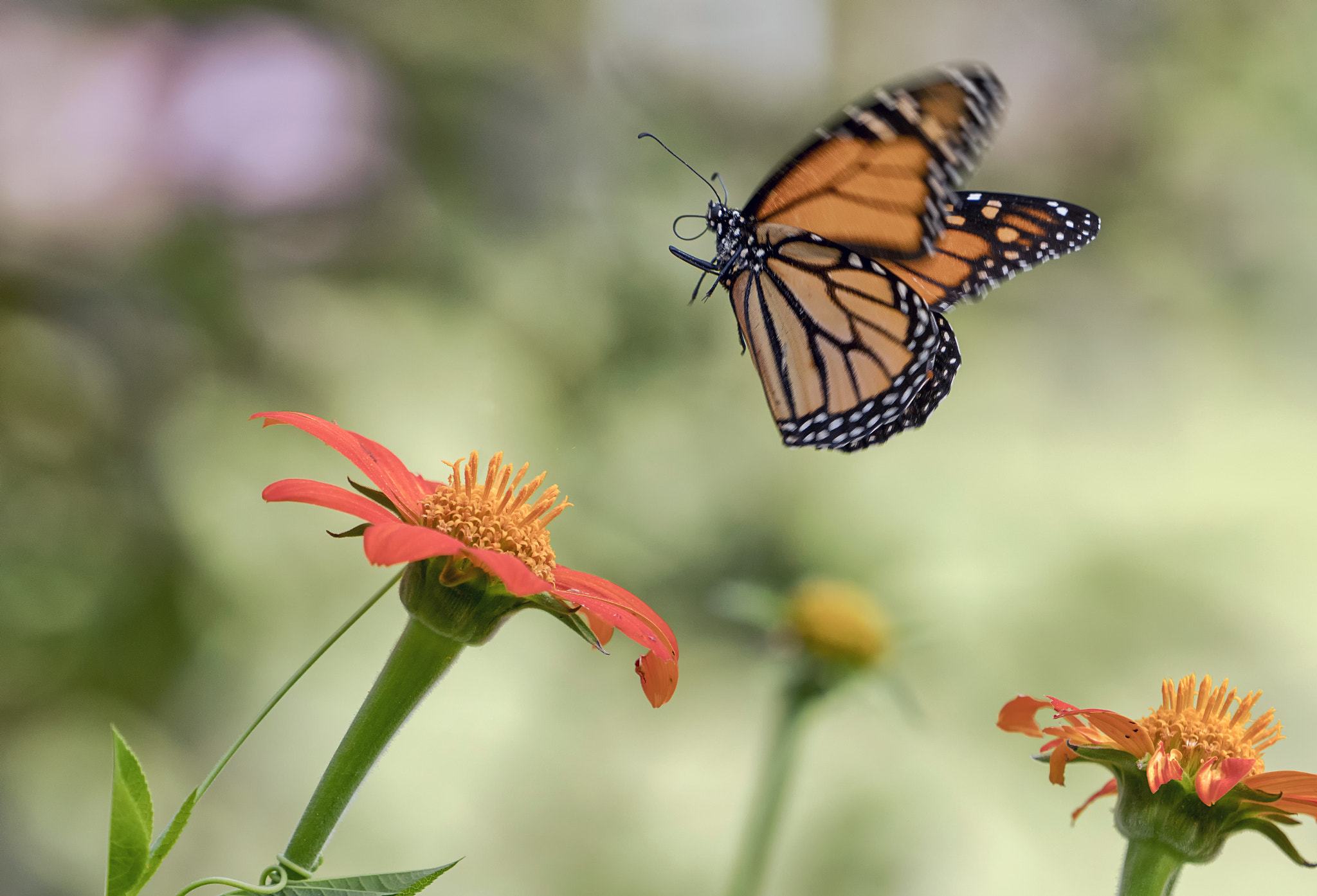 Sony a6300 + Sony FE 70-200mm F4 G OSS sample photo. Liftoff photography