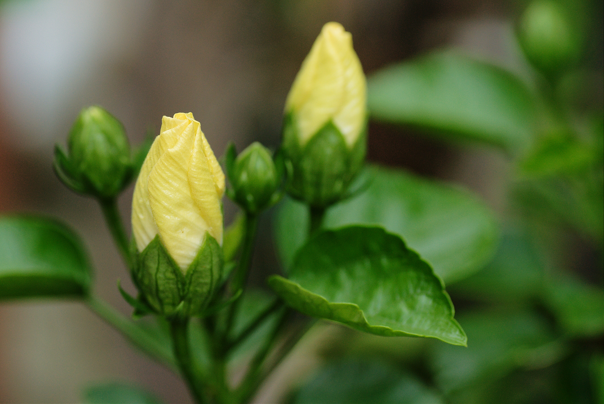 Sony Alpha DSLR-A850 + Tamron SP AF 90mm F2.8 Di Macro sample photo. Blooming 7 photography