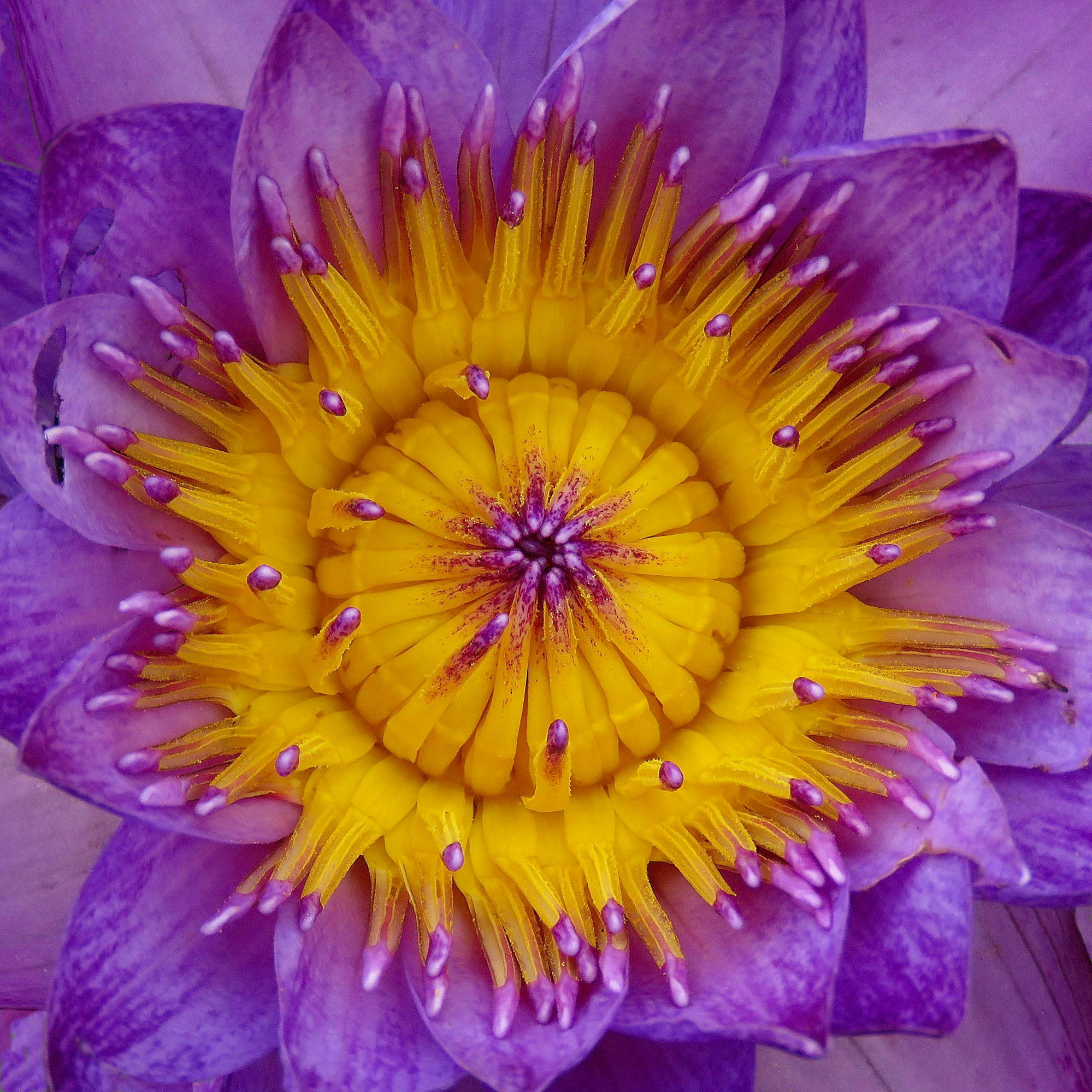 3.8 - 247.0 mm sample photo. Electric stamen photography