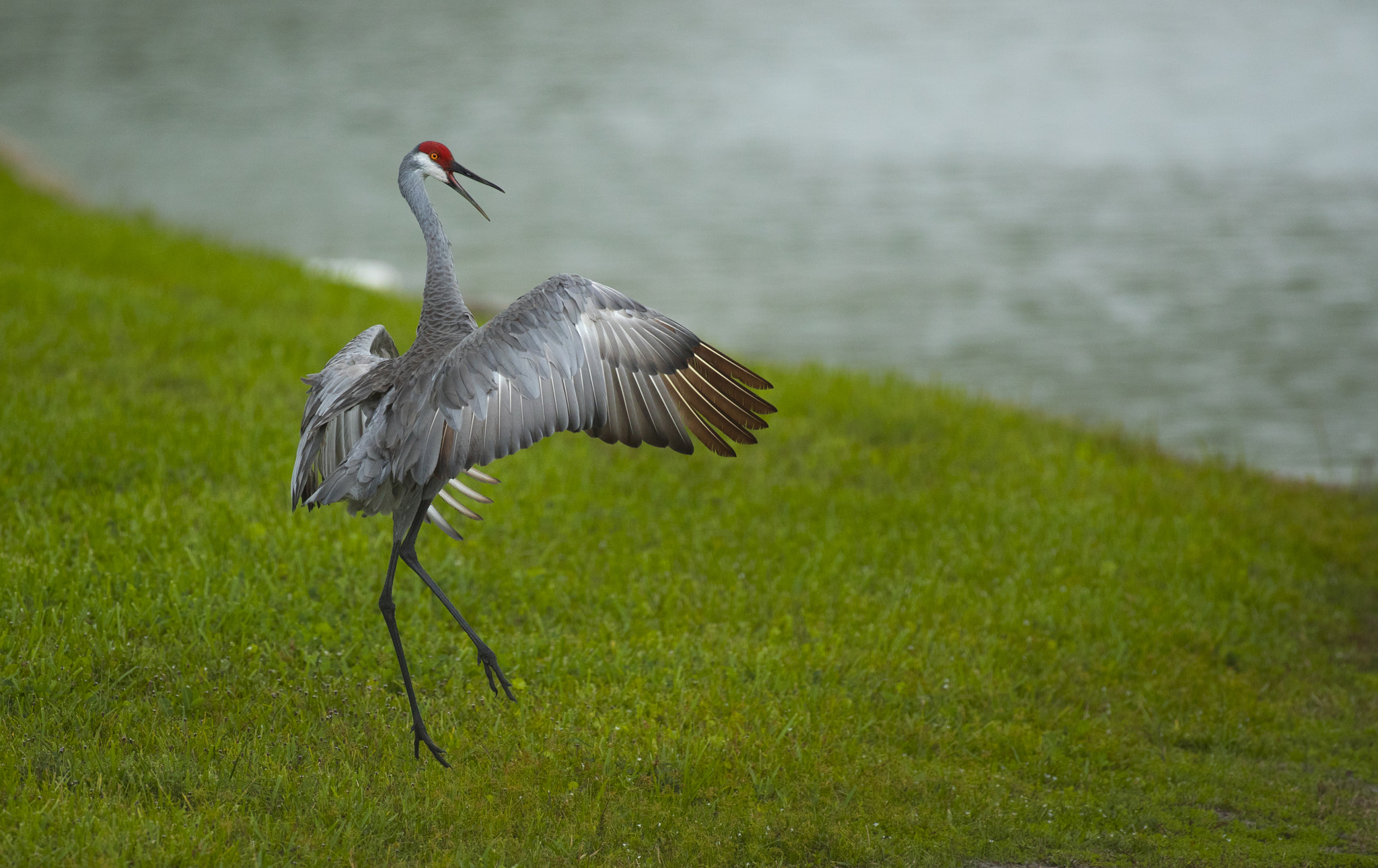 Canon EF 600mm f/4L IS sample photo. Fi photography