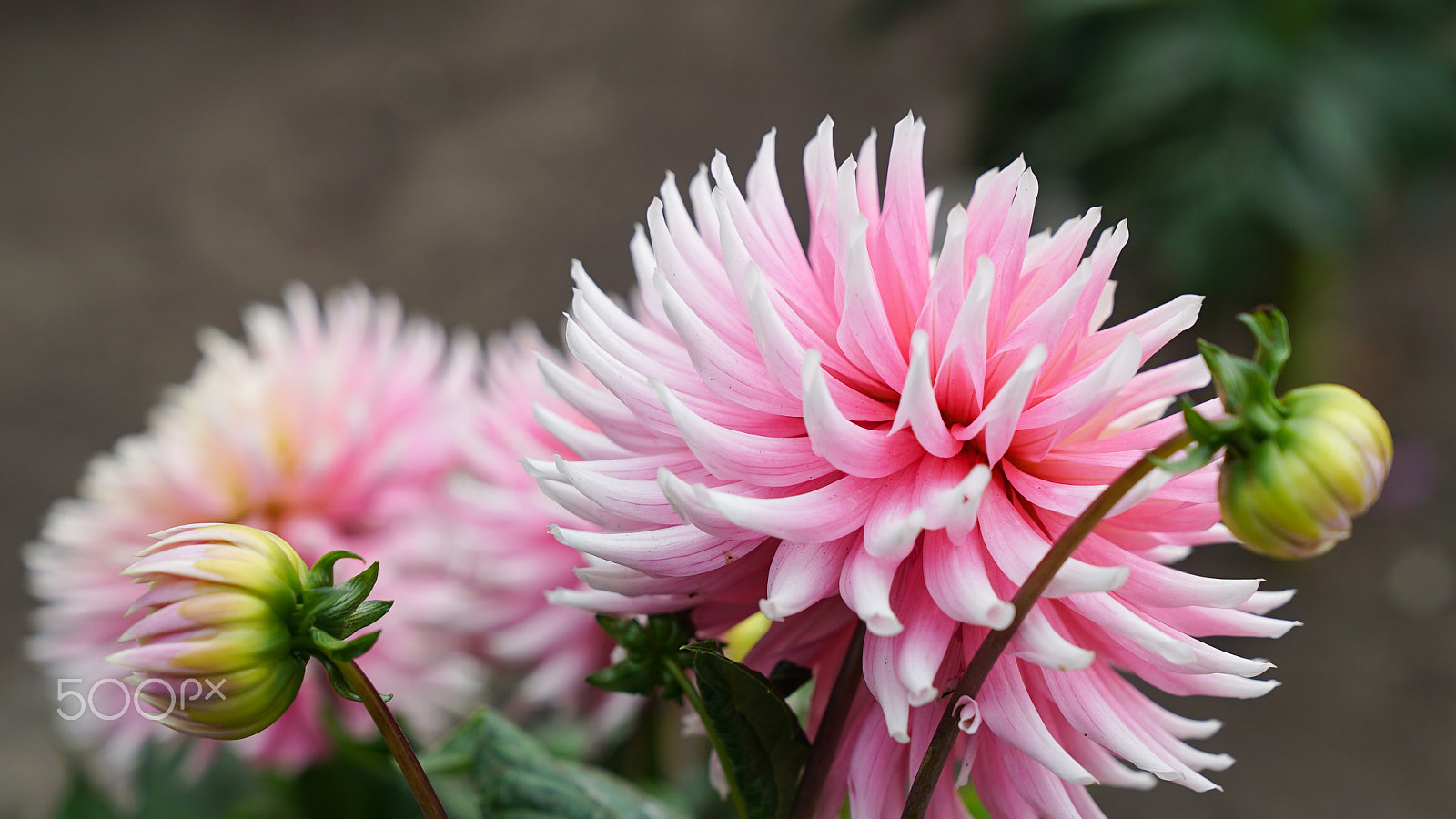 Sony a7S II + Sony FE 24-70mm F2.8 GM sample photo. Dahlia photography