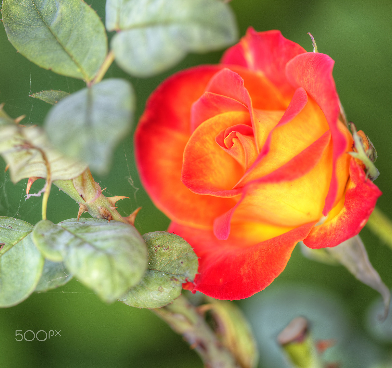 Canon EOS 5DS + Canon EF 100mm F2.8L Macro IS USM sample photo. Blooming rose photography