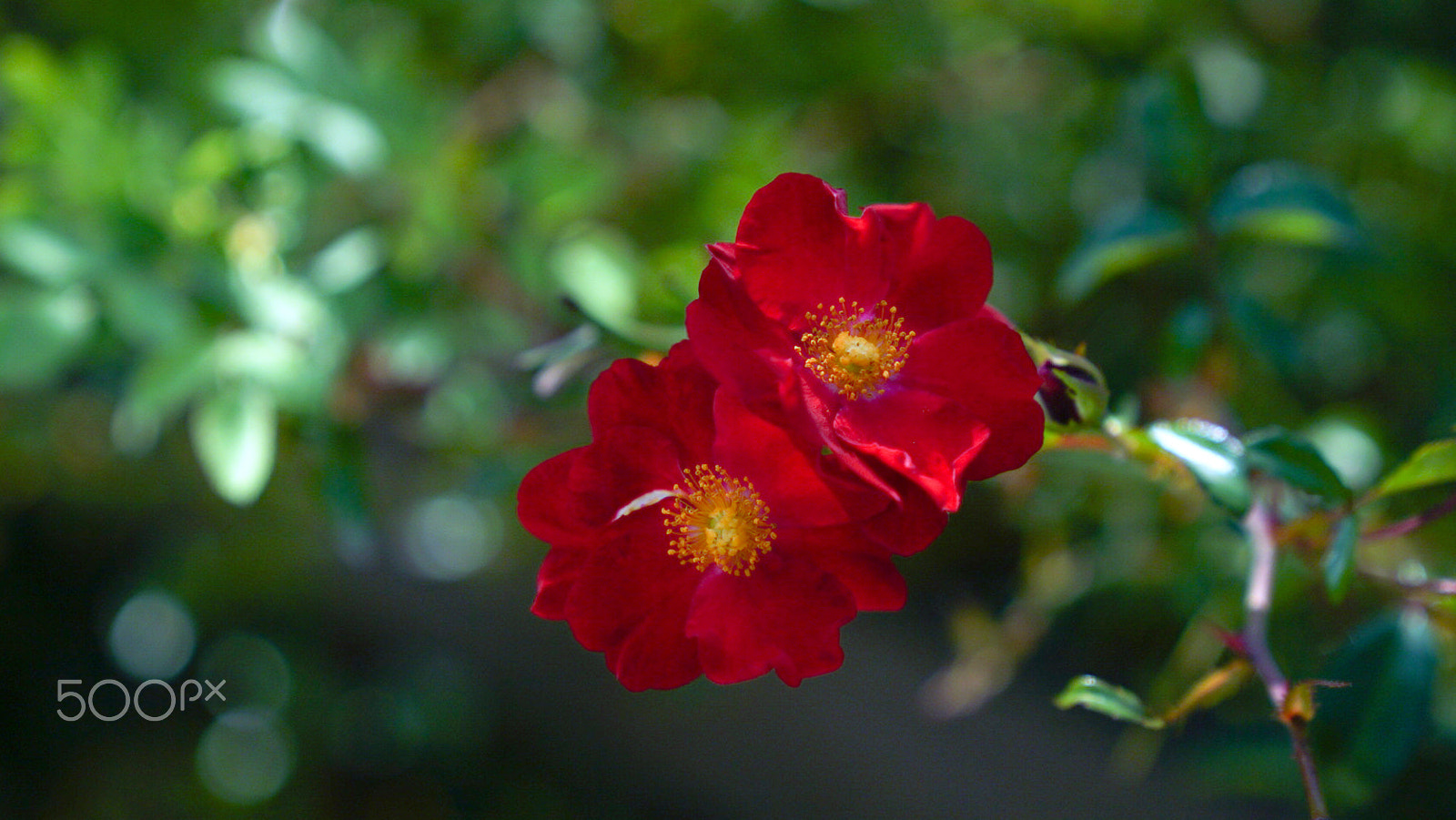 Sony a7S II + Sony FE 24-70mm F2.8 GM sample photo. Amor photography