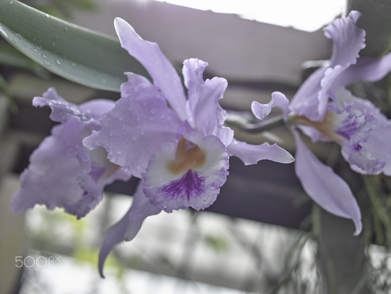 Leaf Credo 80 sample photo. Orchids at the conservatory of flowers photography