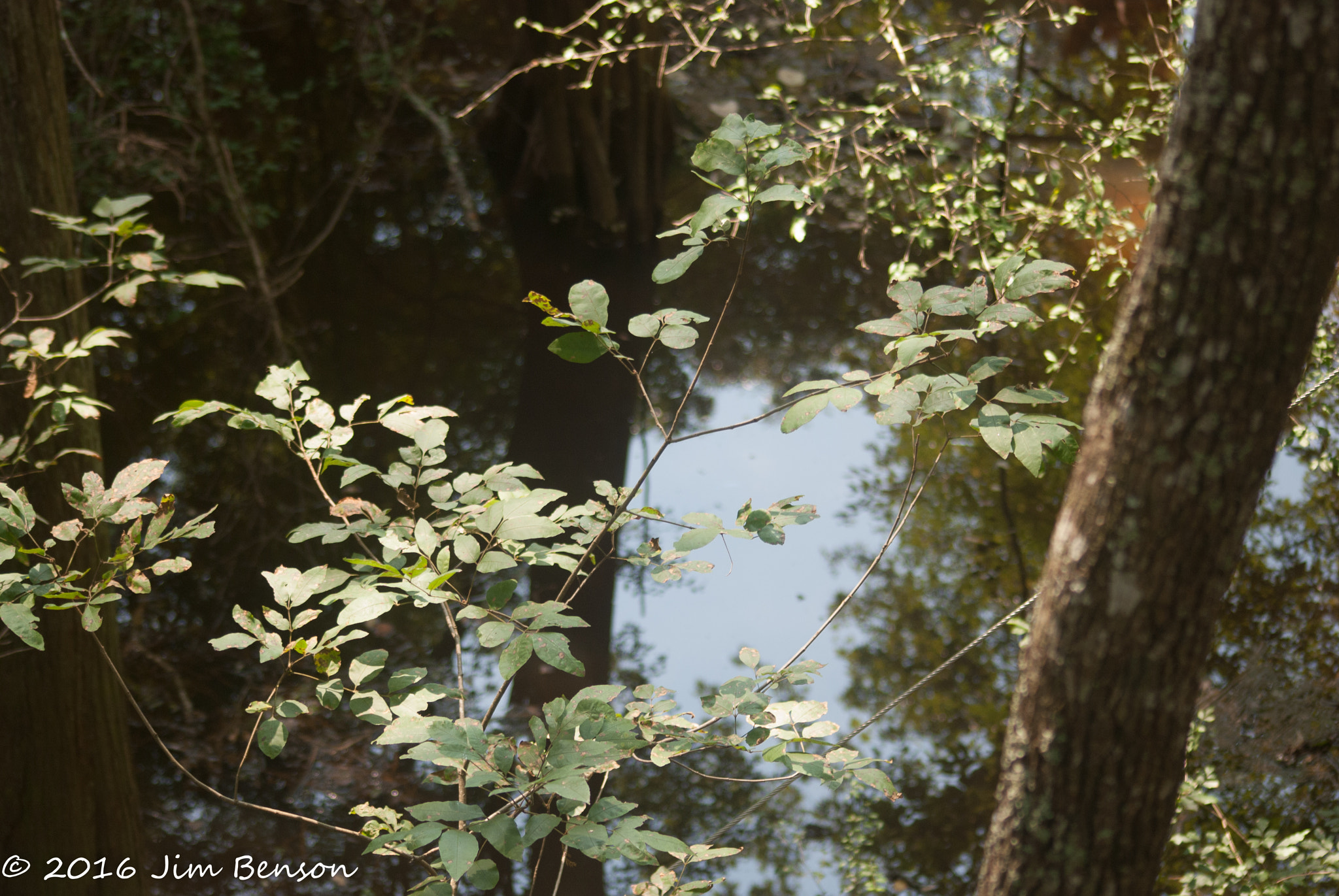 Nikon D80 sample photo. Lynches river county park photography