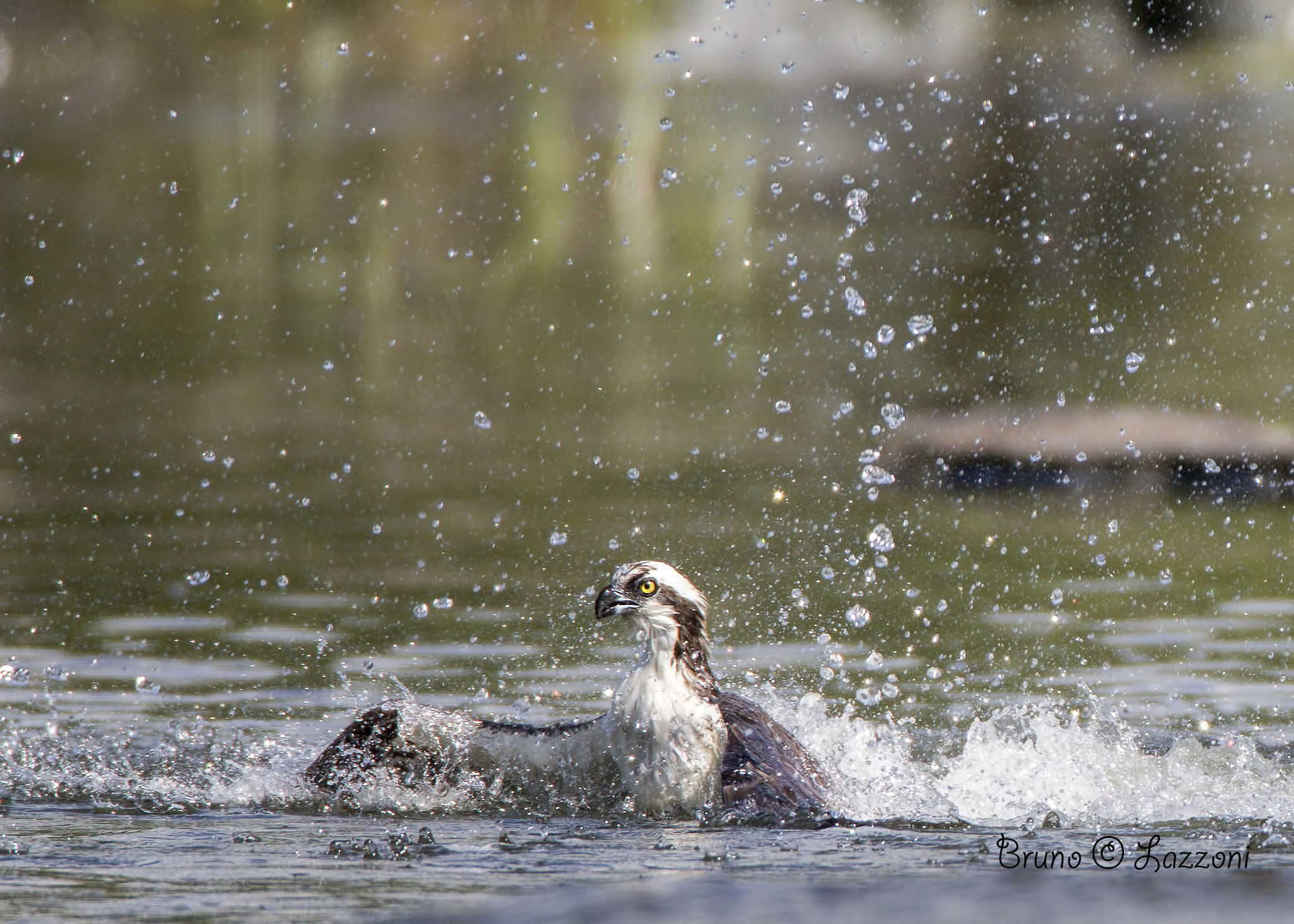 Canon EF 600mm F4L IS USM sample photo. Osprey ( balbuzard pêcheur) photography