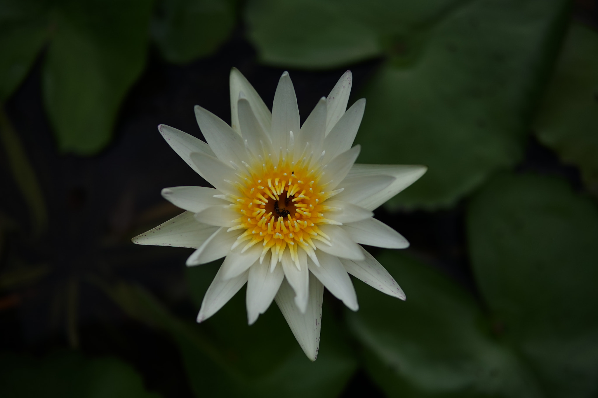 Sigma 30mm F1.4 DC DN | C sample photo. Dsc photography