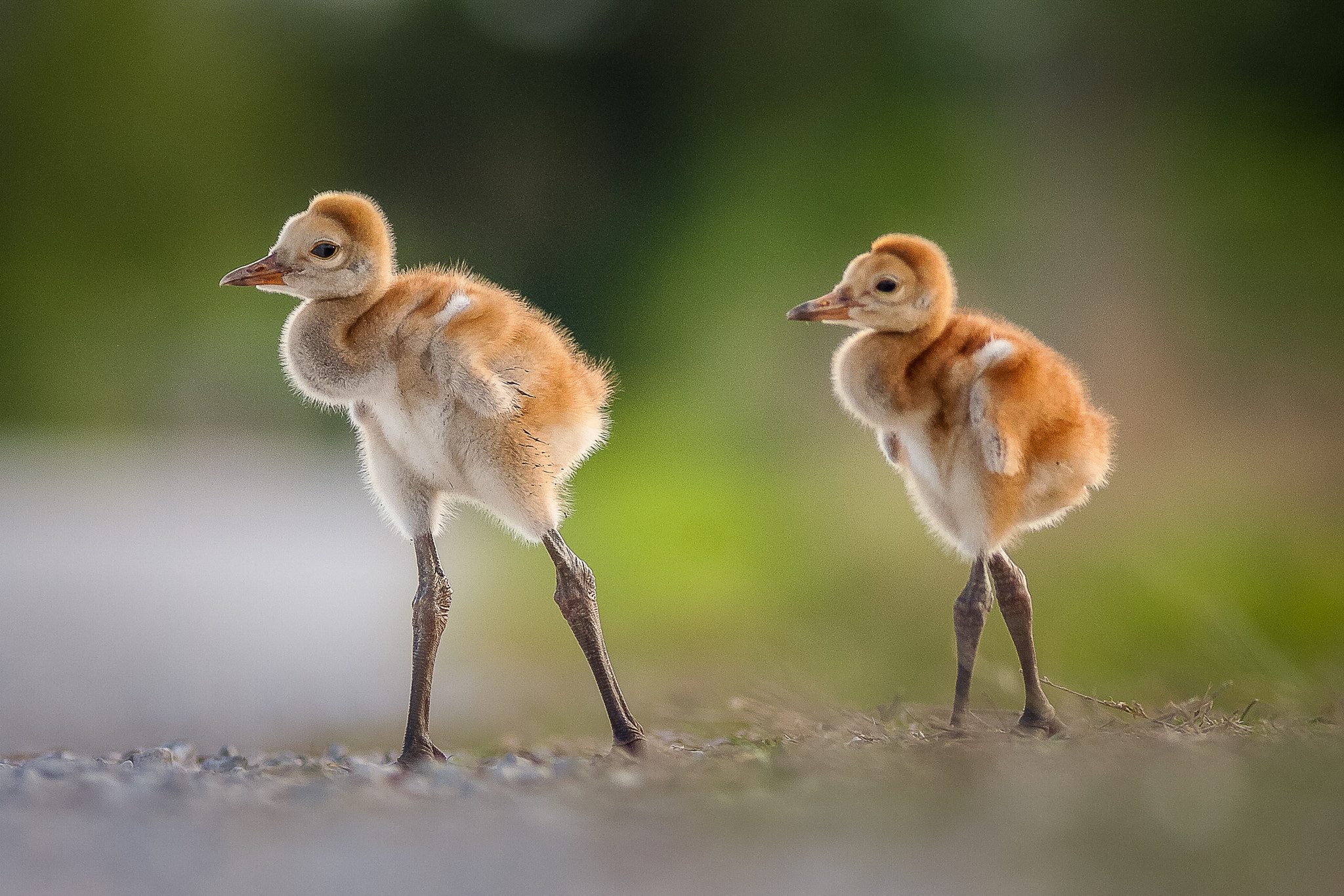 Canon EOS 40D + Canon EF 300mm f/4L sample photo. Sandhill cranes photography