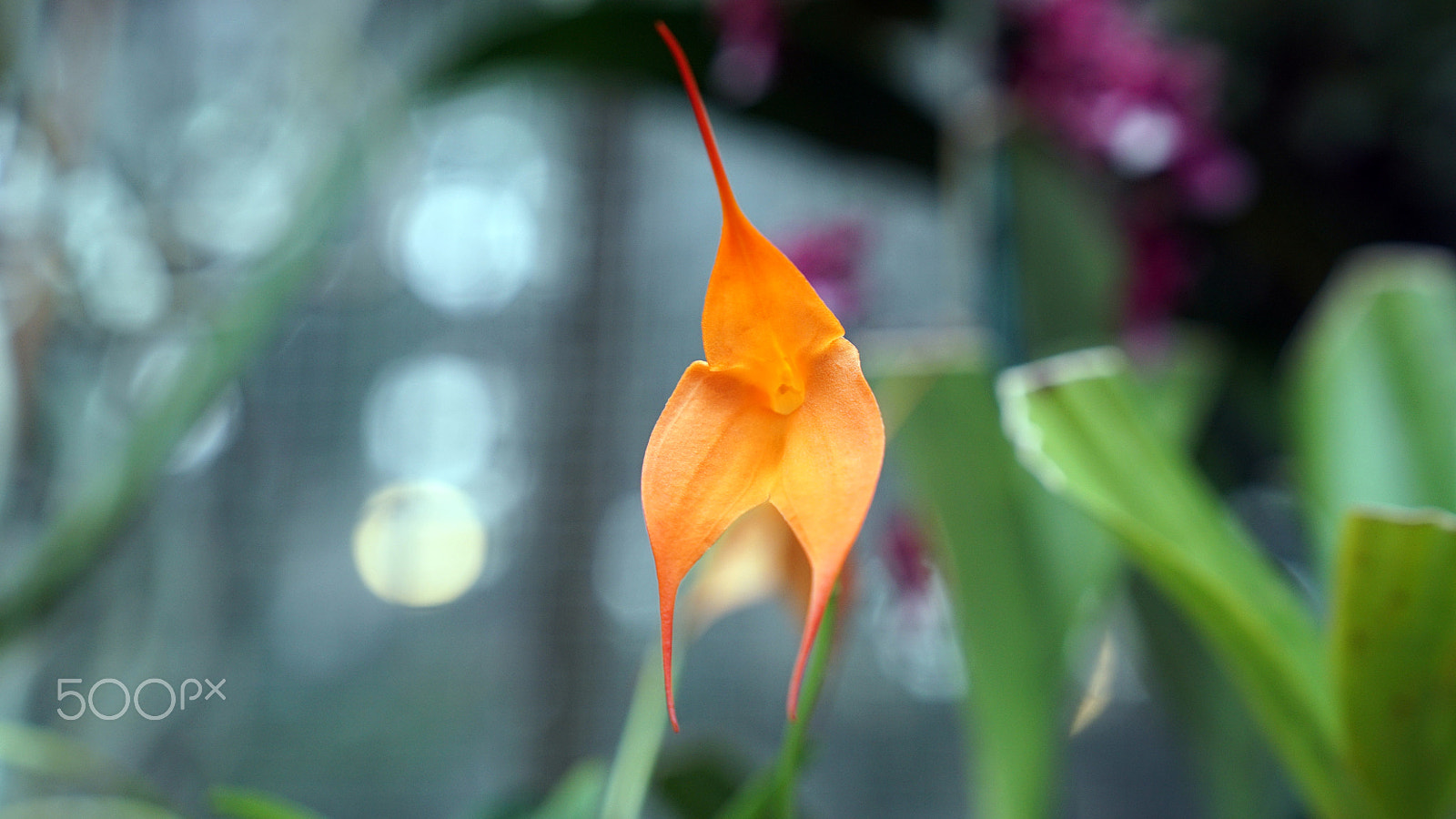 Sony a7S II + Sony FE 24-70mm F2.8 GM sample photo. To boldly go... photography
