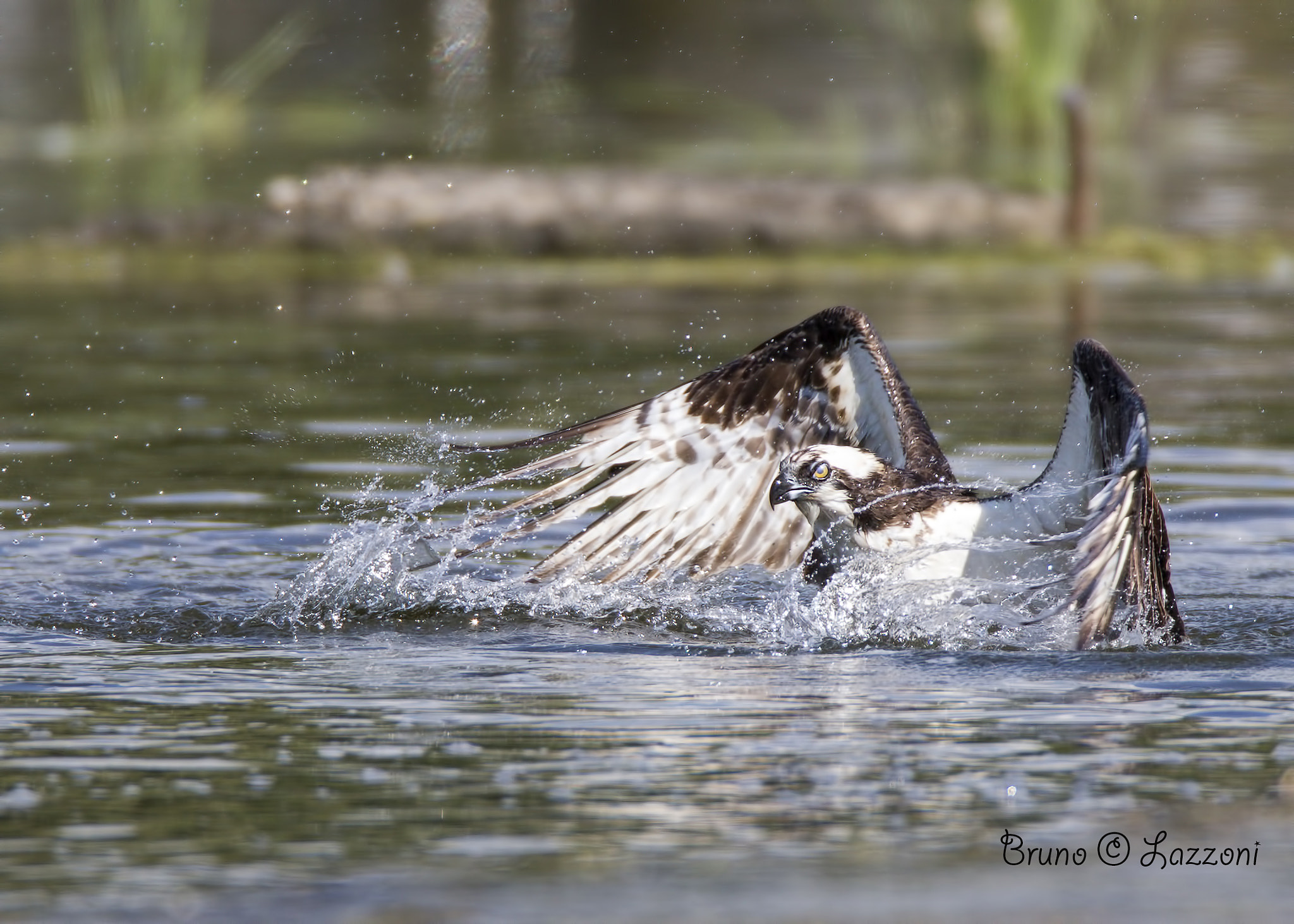 Canon EF 600mm F4L IS USM sample photo. Osprey ( balbuzard pêcheur) photography