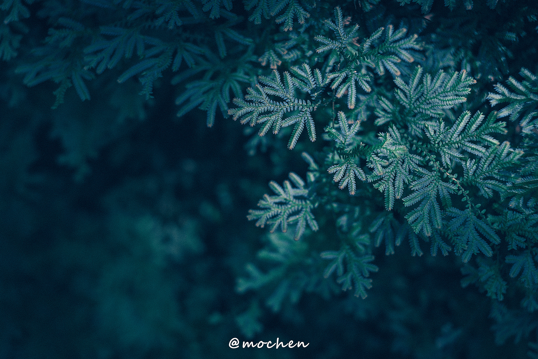 Nikon D810 + Sigma 50mm F1.4 EX DG HSM sample photo. 阳光下 photography