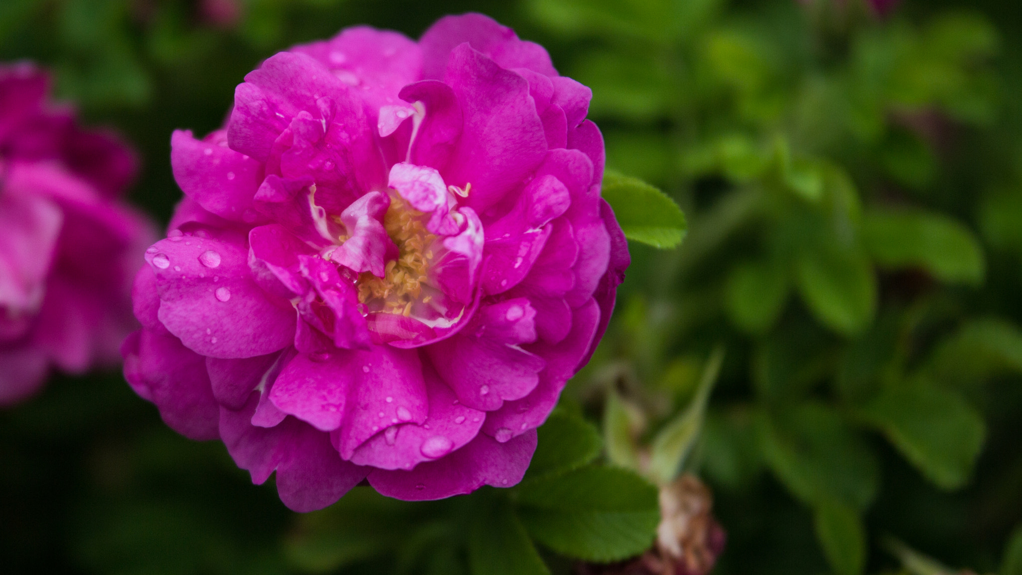 Sigma 50-100mm F1.8 DC HSM Art sample photo. After the rain photography