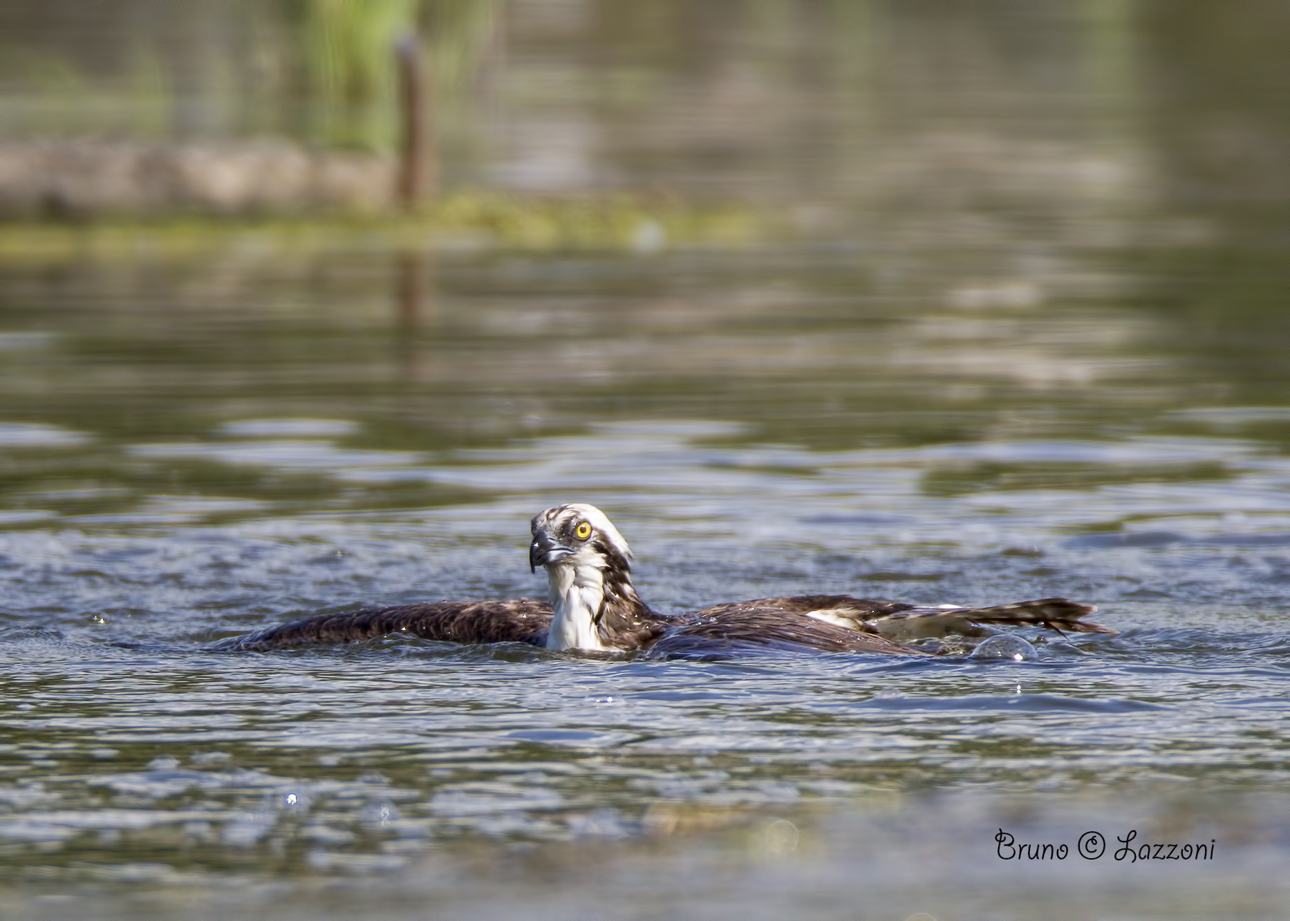 Canon EF 600mm F4L IS USM sample photo. Osprey ( balbuzard pêcheur ) photography