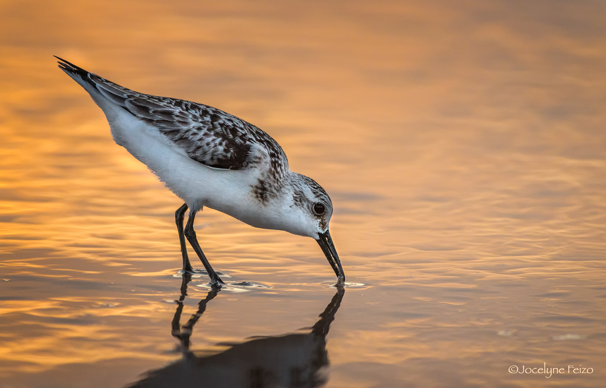 Nikon D750 + Nikon AF-S Nikkor 300mm F4D ED-IF sample photo. Sanderling photography