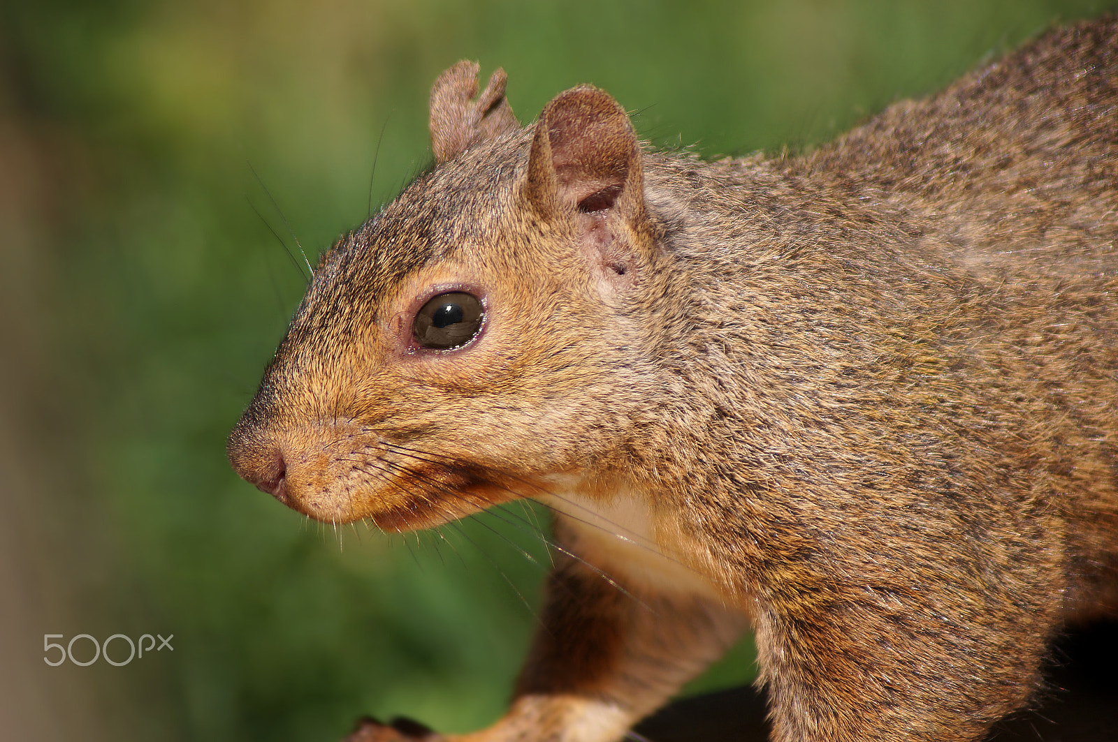 Sony 75-300mm F4.5-5.6 sample photo. Ready for my closeup photography