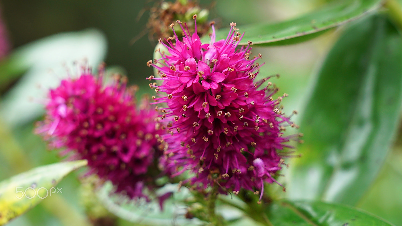Sony a7S II + Sony FE 24-70mm F2.8 GM sample photo. Marvelous photography