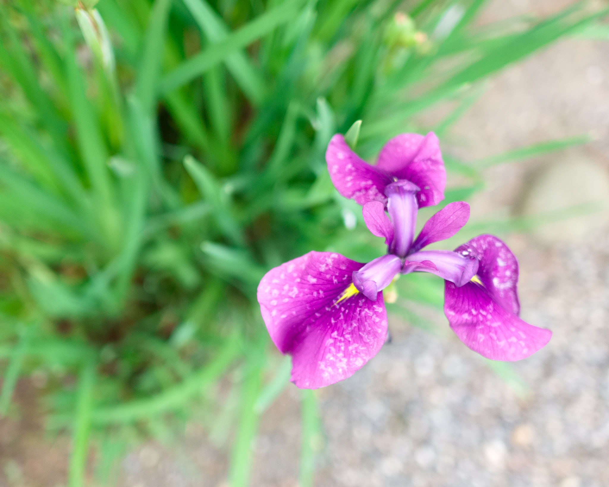 Sony Alpha NEX-6 + Sony Sonnar T* E 24mm F1.8 ZA sample photo. Kenroku-en flower photography