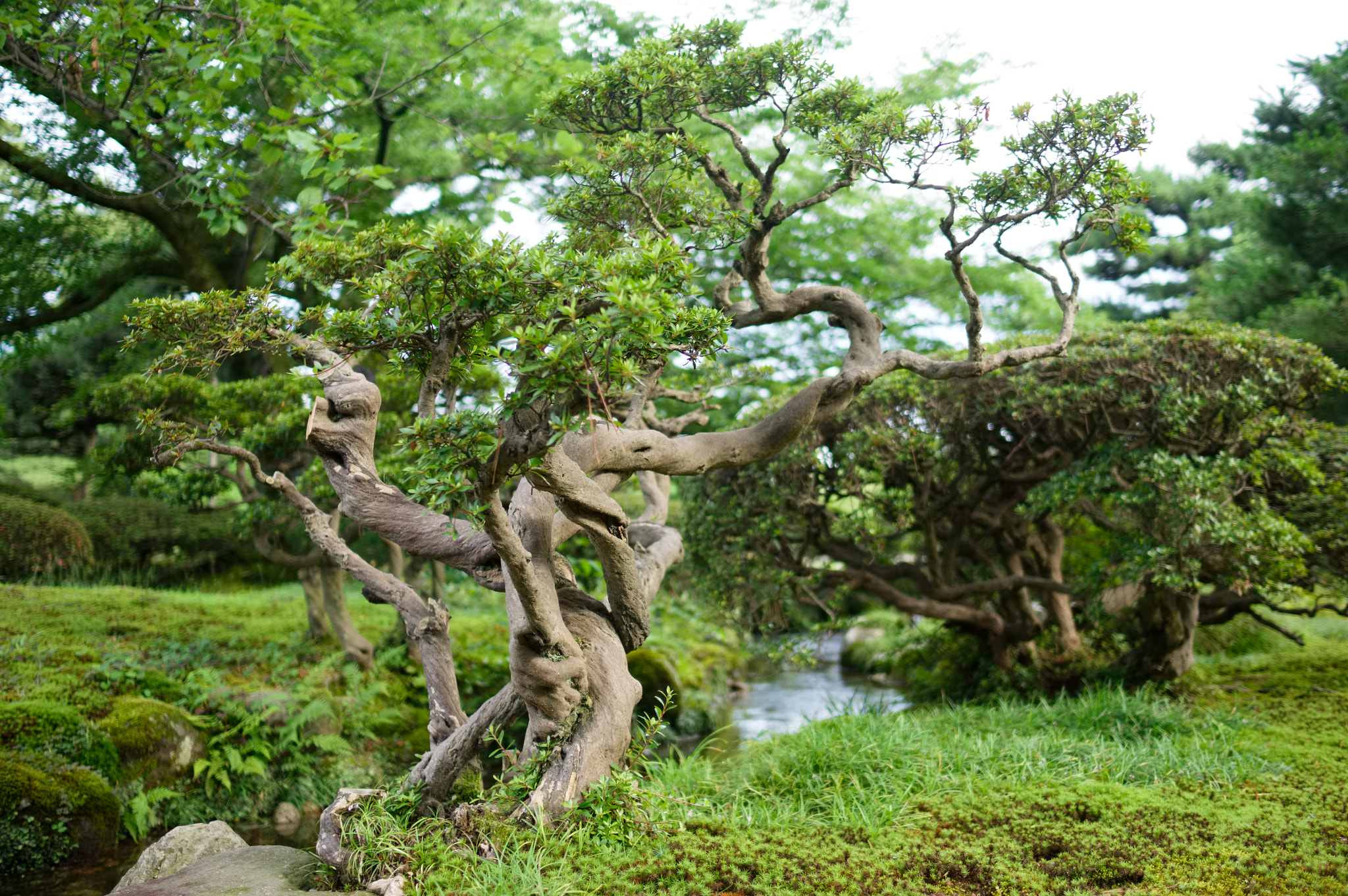 Sony Alpha NEX-6 + Sony Sonnar T* E 24mm F1.8 ZA sample photo. Kenroku-en shrub photography