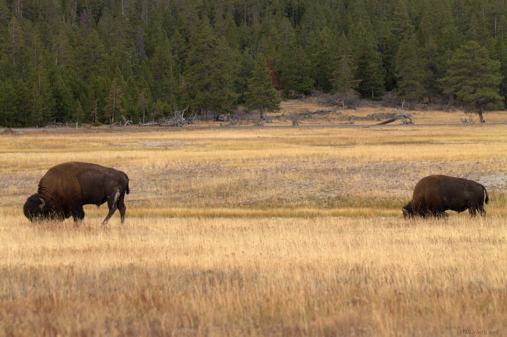 Tamron SP 150-600mm F5-6.3 Di VC USD sample photo. 2 bulls photography