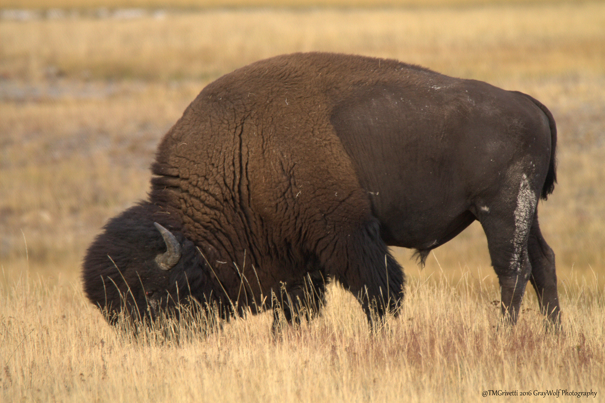 Tamron SP 150-600mm F5-6.3 Di VC USD sample photo. Grazing for winter photography