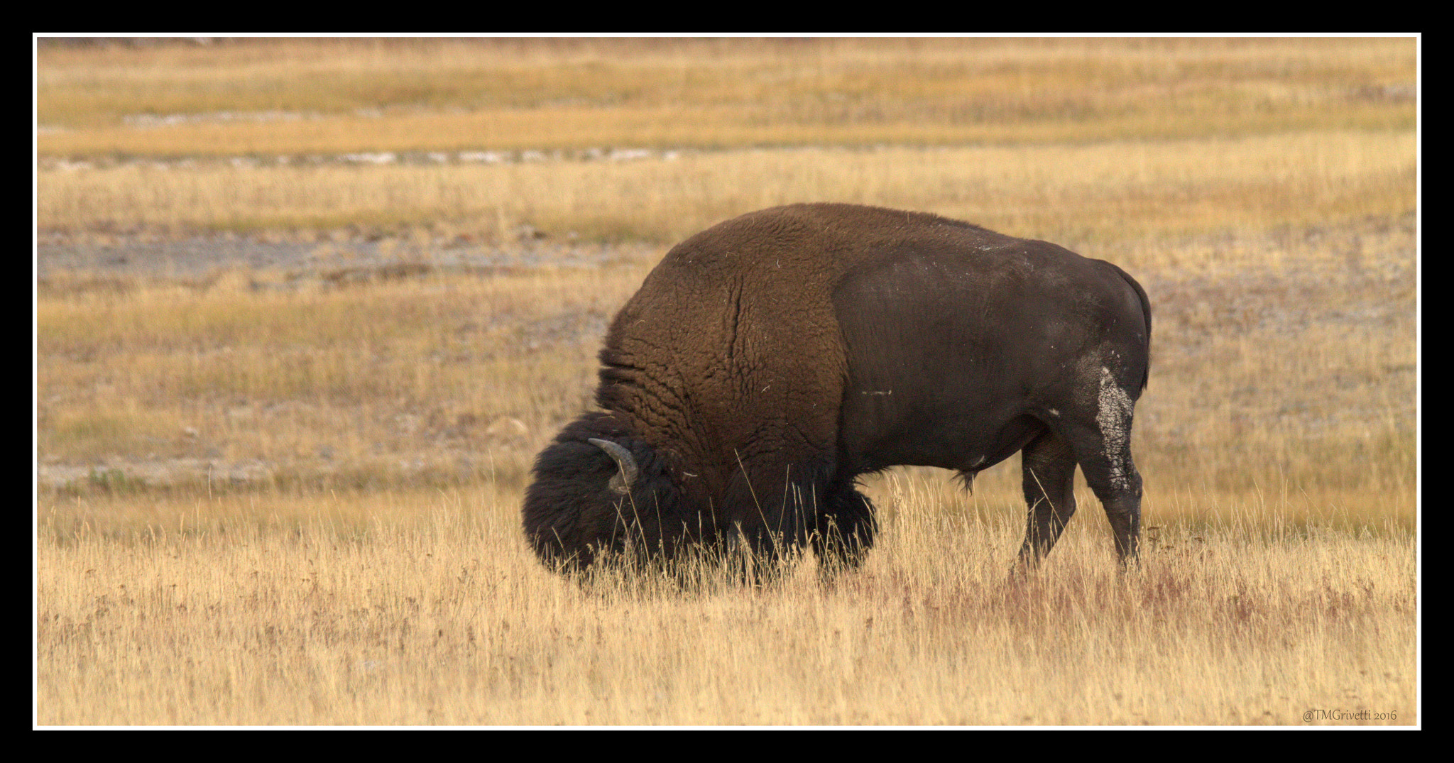 Canon EOS 1100D (EOS Rebel T3 / EOS Kiss X50) + Tamron SP 150-600mm F5-6.3 Di VC USD sample photo. Grazing - yellowstone np photography