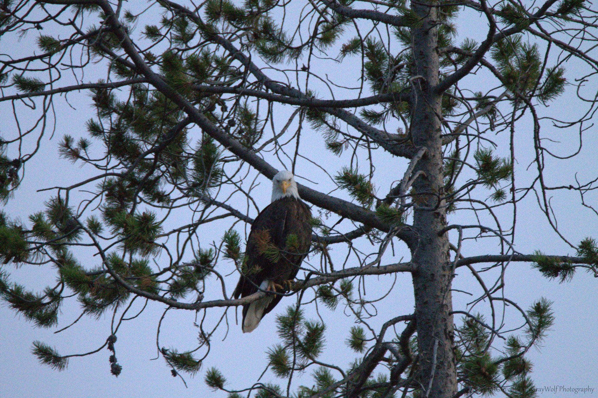 Canon EOS 1100D (EOS Rebel T3 / EOS Kiss X50) + Tamron SP 150-600mm F5-6.3 Di VC USD sample photo. Majestic perch - bald eagle - madison river - yellowstone np photography