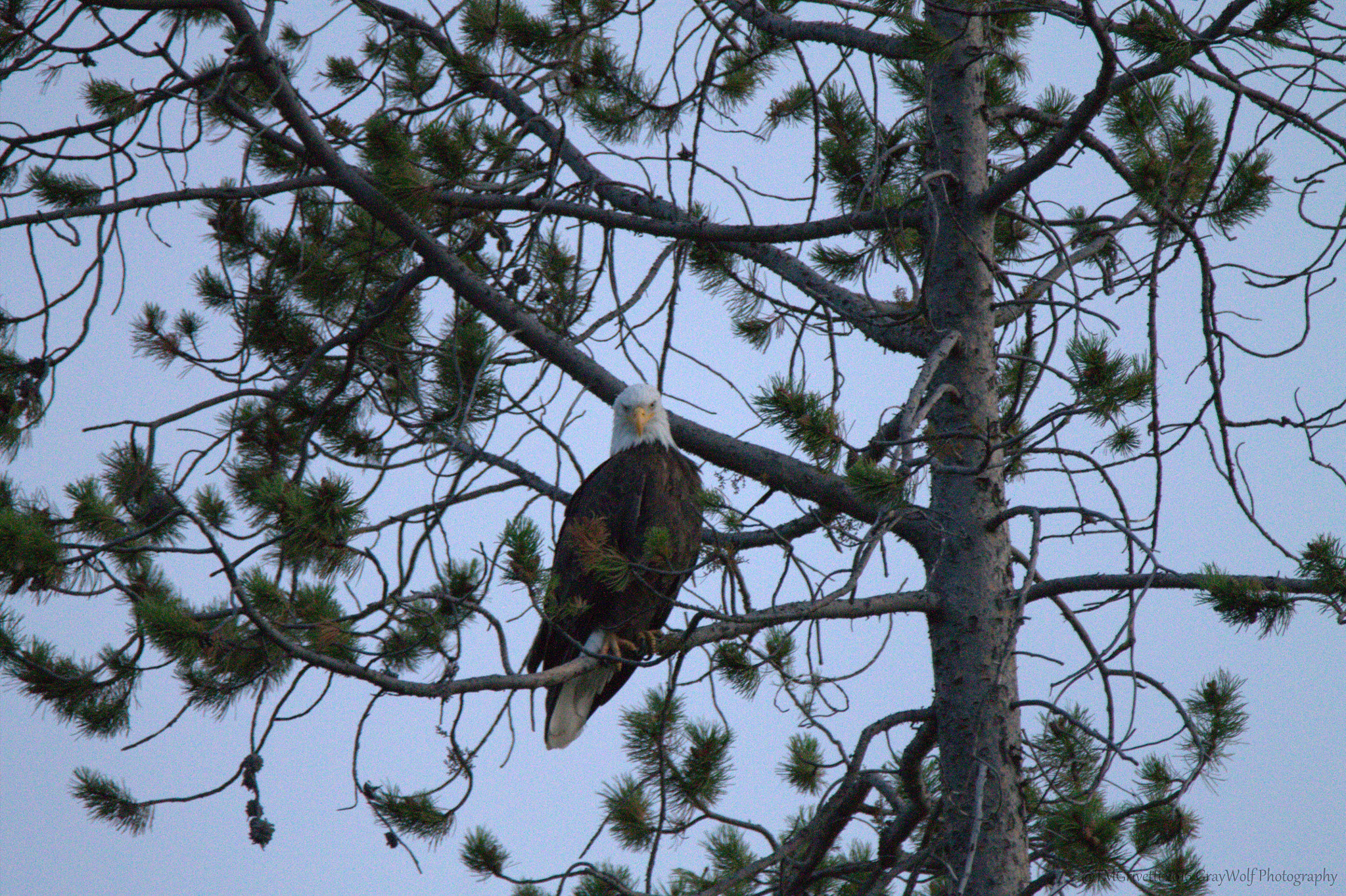 Tamron SP 150-600mm F5-6.3 Di VC USD sample photo. Majestic perch - bald eagle - madison river - yellowstone np photography