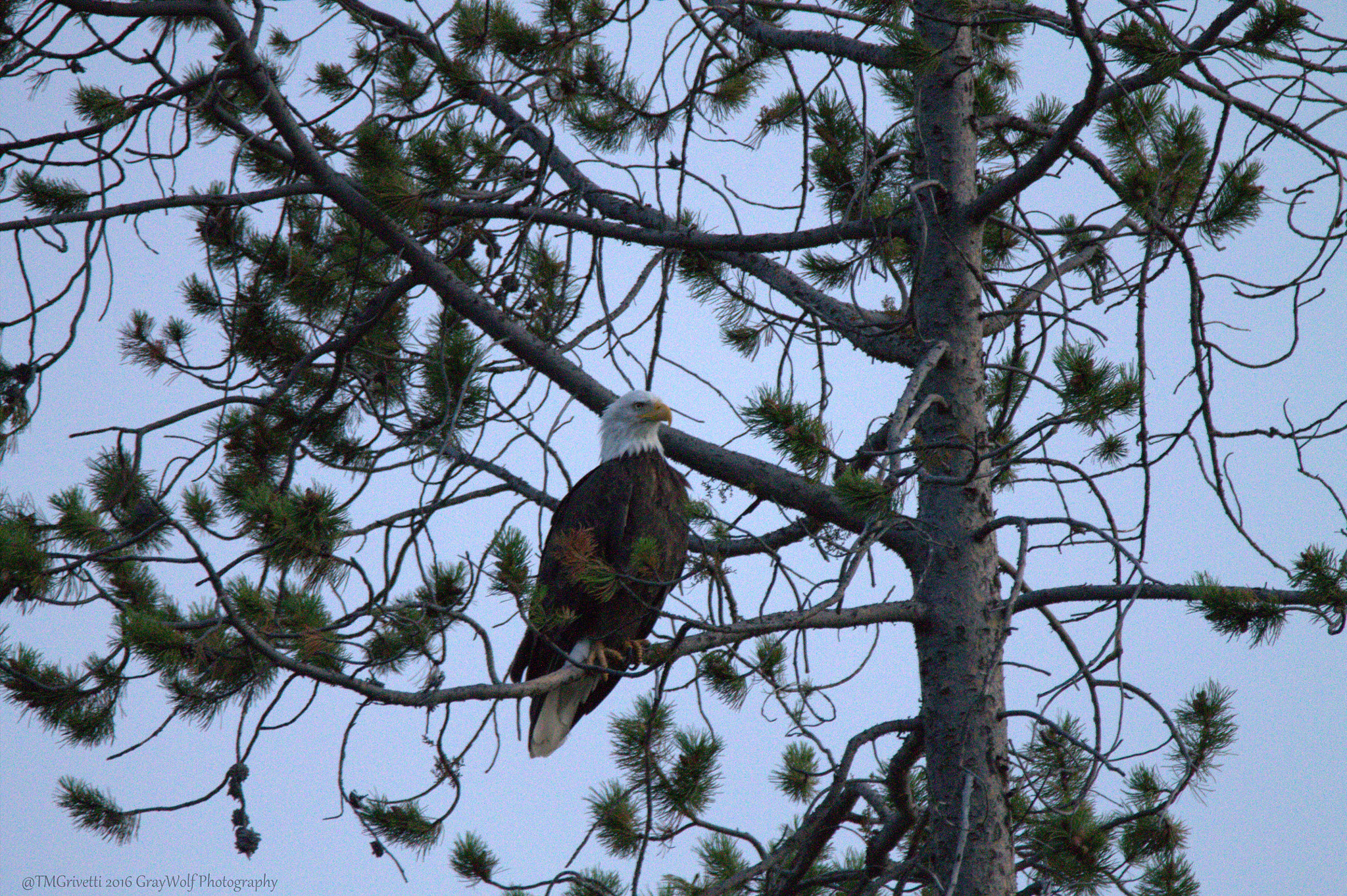 Tamron SP 150-600mm F5-6.3 Di VC USD sample photo. Profile - majestic perch - madison river eagle - yellowstone np photography