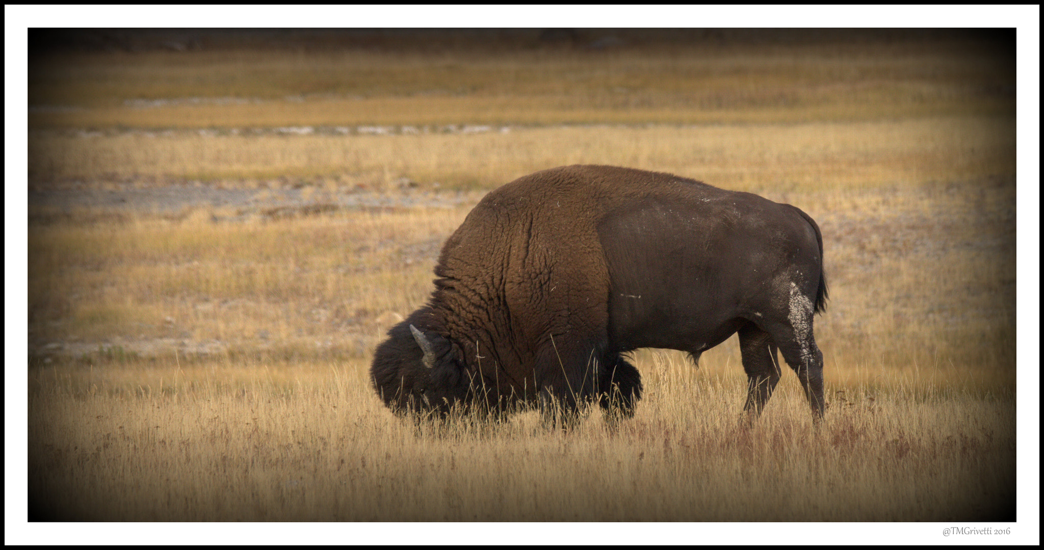 Tamron SP 150-600mm F5-6.3 Di VC USD sample photo. Roaming free - yellowstone np photography